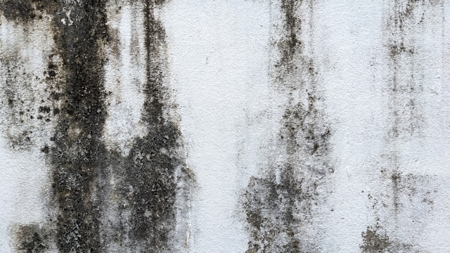 Step-by-Step Breakdown of Alladin’s Mold Remediation Protocol Under California’s Health and Safety Code Section 26147